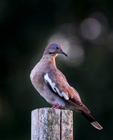 DSCF7371